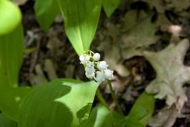 Delta Dunarii - images1.jpeg